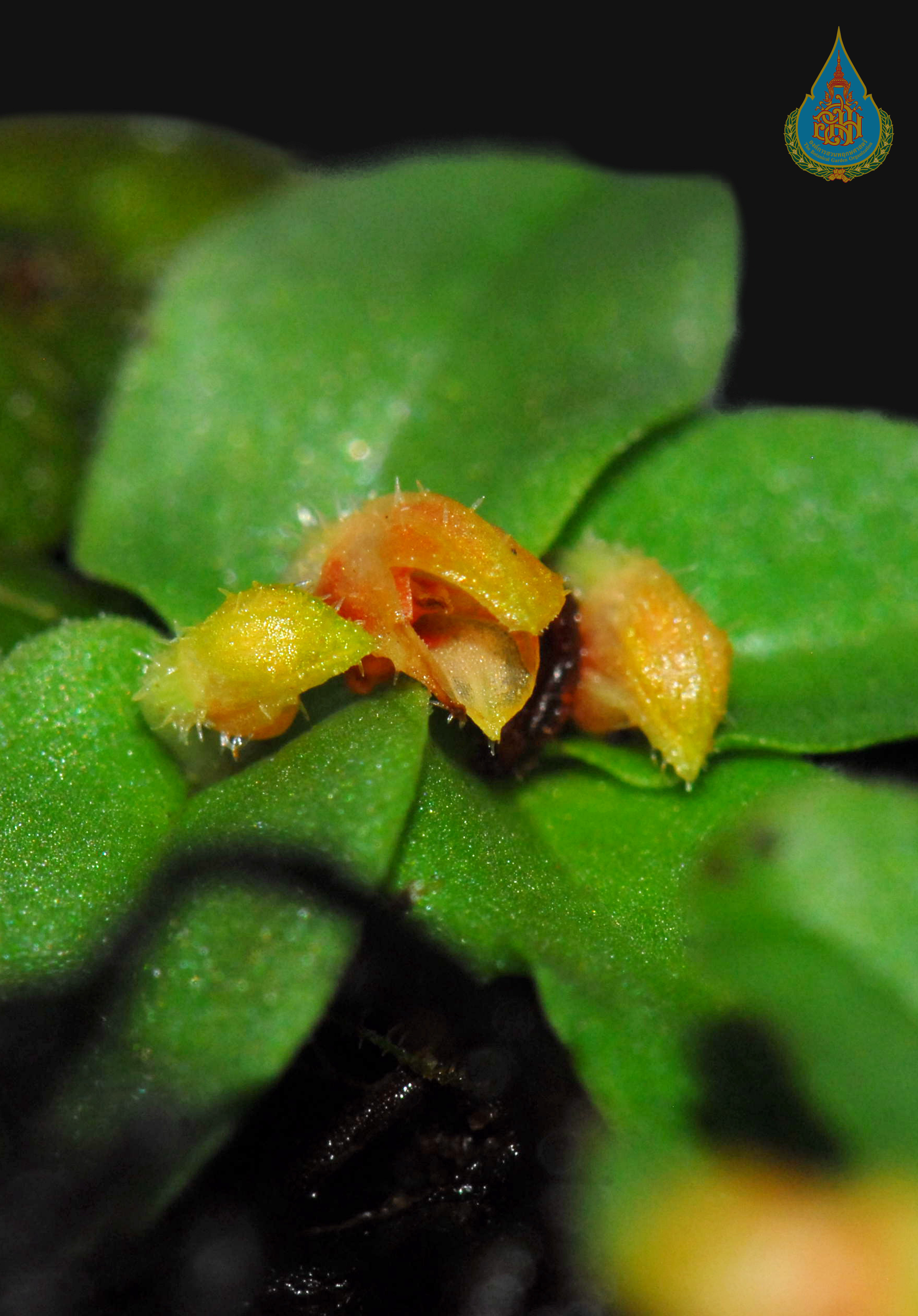 เอื้องกระดุมลาย Porpax parishii (Lindl. & Rchb.f.) Rolfe<br/>ORCHIDACEAE